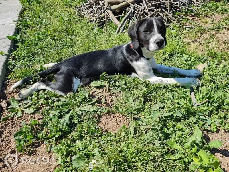 Chiens perdus à Agde : Rocket et Sushi - photo