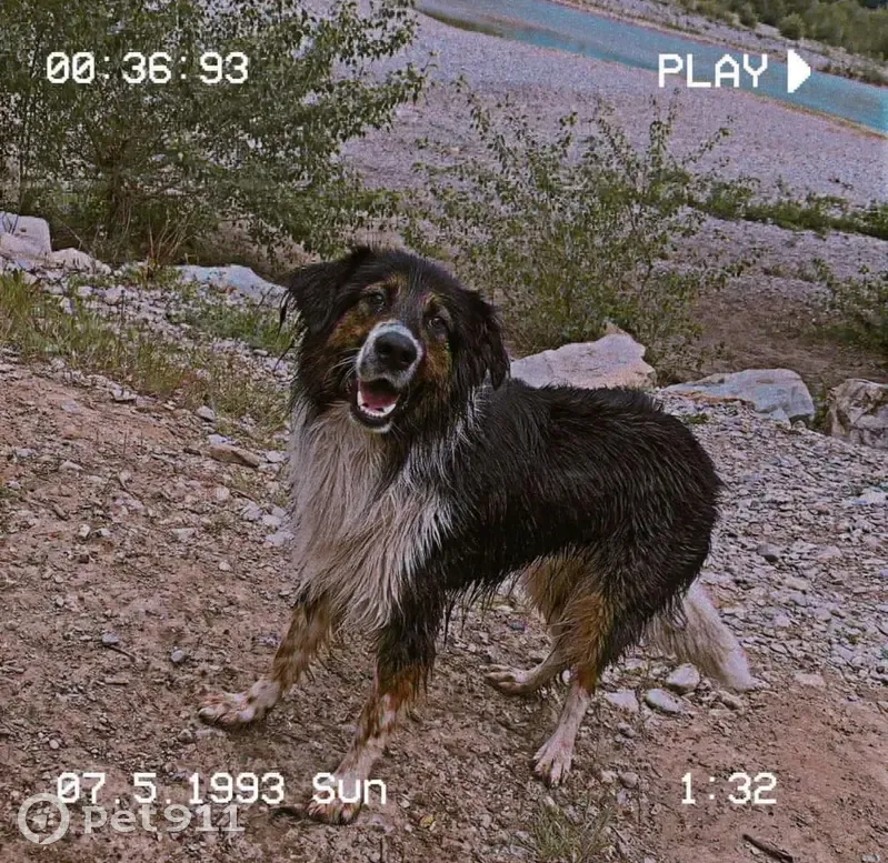 Chien perdu à Sisteron, PACA - photo