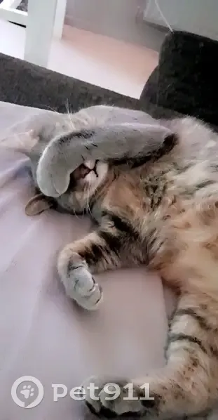 Chat gris 