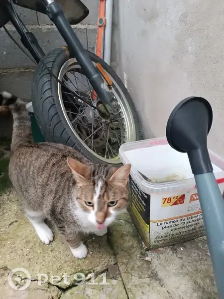 Chat errant nourri Rue Michelet, Herblay - photo
