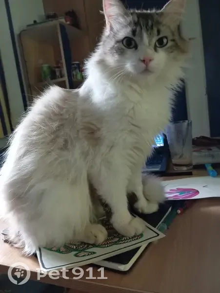 Chat perdu en vacances, pucé et castré - photo