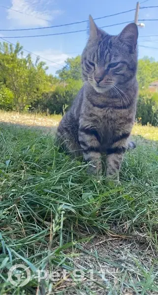 Chat disparu à Courtry, tatoué oreille P - photo