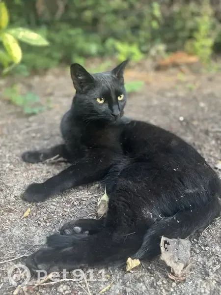 Chat noir perdu à Wasquehal - photo