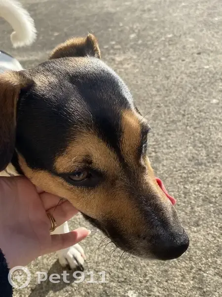 Chien trouvé avec collier bleu à Condat - photo
