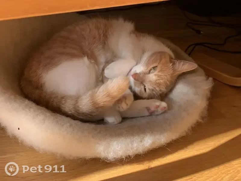 Chat perdu à Lyon : caramel et blanc - photo