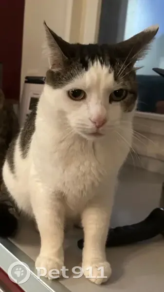 Chat européen mâle perdu à Duisans - photo