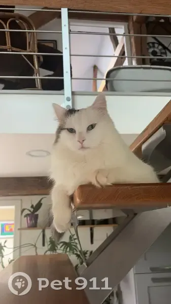 Maurice, chat blanc tacheté, disparu à Lancôme - photo