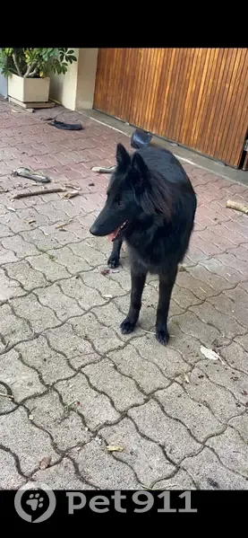 Chien perdu : Keina, berger belge noir - photo