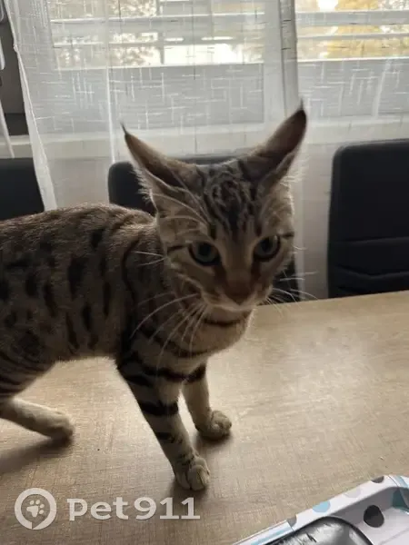 Chat trouvé à Bobigny, femelle 4 mois - photo