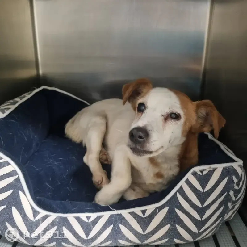 Chienne Jack Russel âgée trouvée Rue Basse - photo