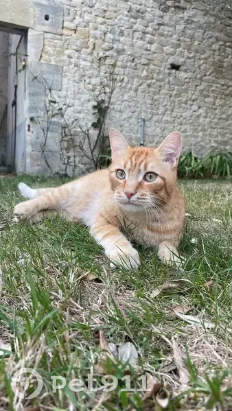 Chat roux disparu à Saint-Martin-des-Entrées - photo