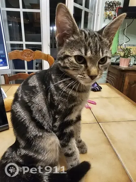 Chatte tigrée disparue, pucée, Gauchy - photo