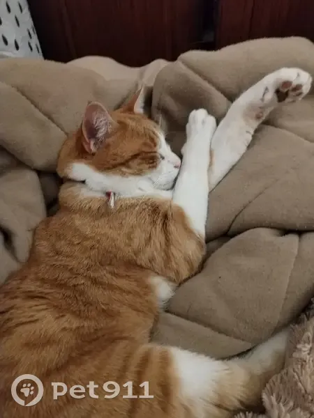 Chat perdu à Châteauroux : Archidamos - photo