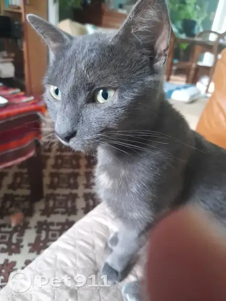 Chatte grise 2 ans disparue à Blois - photo
