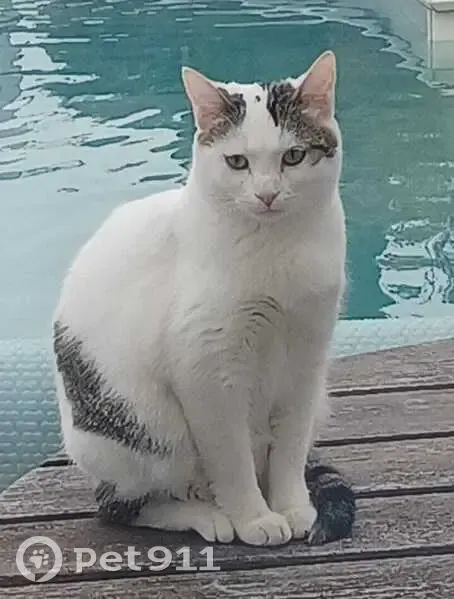 Chatte blanche tigrée perdue à Gennes - photo