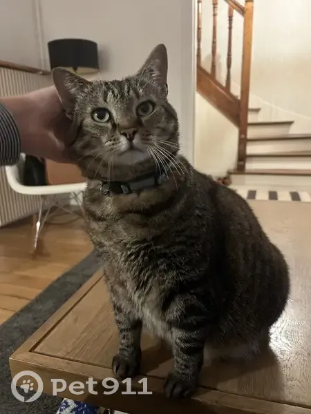 Chat trouvé à Enghien-les-Bains - photo