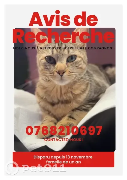 Chatte grise 1 an perdue à Annecy - photo