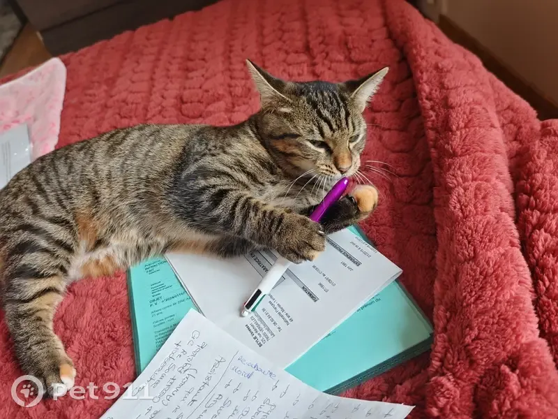 Chat perdu près de l'église Porchefontaine - photo