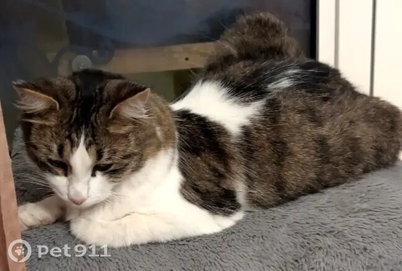 Chat gris/blanc disparu à Nancy - photo