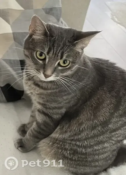 Chatte tigrée perdue à Istres - photo