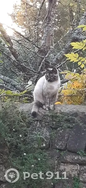 Minette sociable trouvée à Ploemel - photo