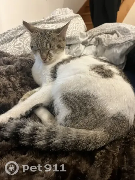 Chat trouvé apeuré, non pucé à Pacé - photo