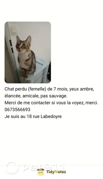 Chatte disparue, élancée, Le Havre - photo