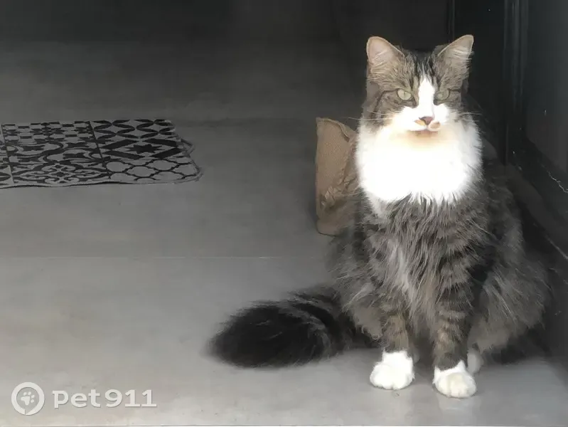 Chat mâle norvégien tricolore perdu - photo