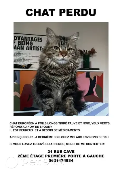 Spooky, chat peureux perdu à Paris - photo