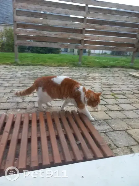 Chat trouvé : rue du Puits Tessier, Joué-lès-Tours - photo