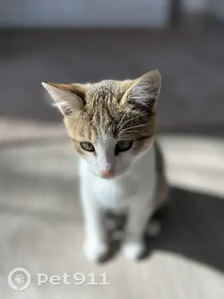 Chat perdu à Saint-Étienne-du-Rouvray - photo