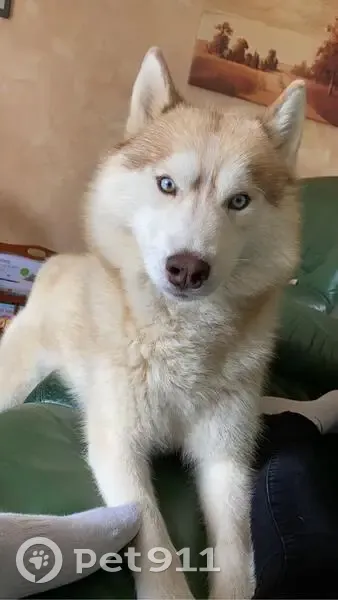 Husky roux volé à Aucaleuc, Bretagne - photo