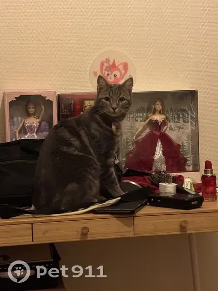 Jeune chatte trouvée avec collier rose - photo