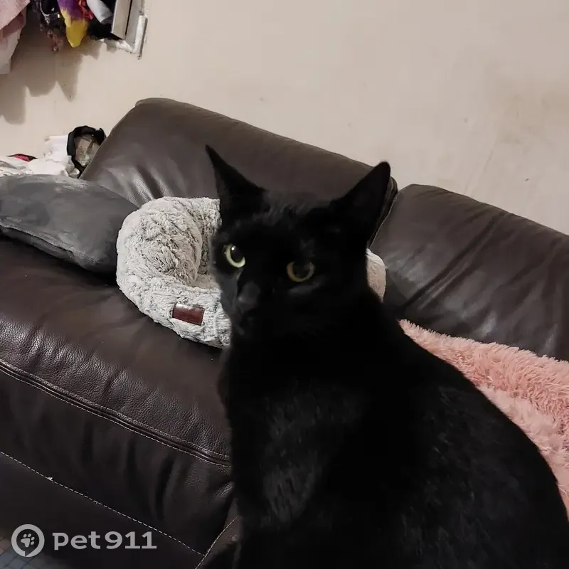 Chatte noire trouvée à Montfermeil - photo