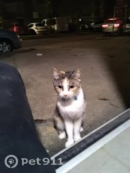Chatte écaille trouvée rue de Picardie - photo