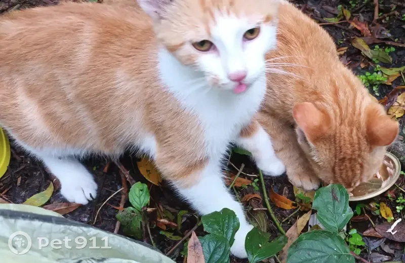 Chatons à adopter : roux et roux-blanc, 3 mois - photo