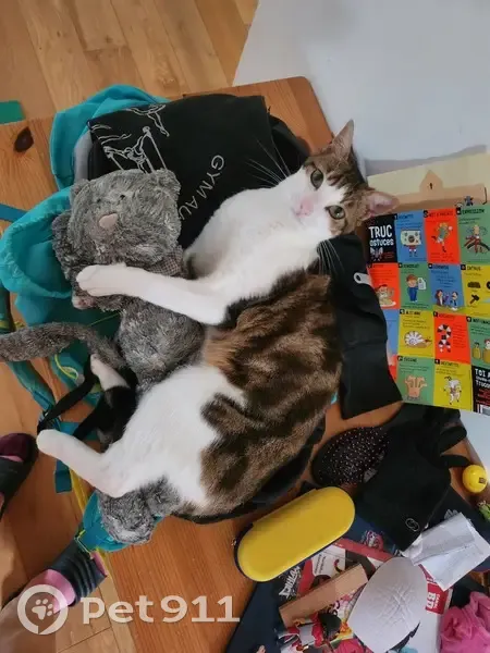 Chat tigré et blanc perdu à Orsay - photo