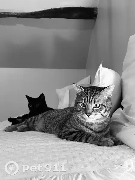 Chat perdu : Mâle tigré peureux à Montaigu - photo