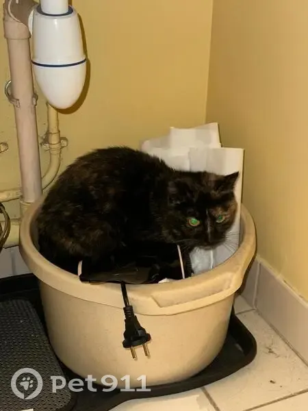 Chat noir et roux trouvé près de Gigafit - photo