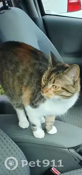 Chatte tricolore disparue à Cournonsec - photo