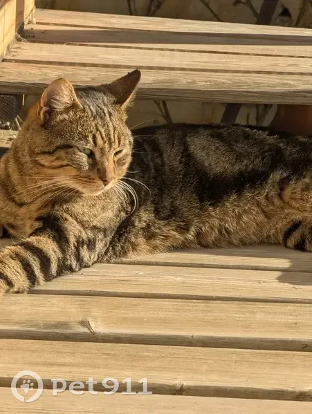 Chat trouvé affamé, très gentil à Menton - photo