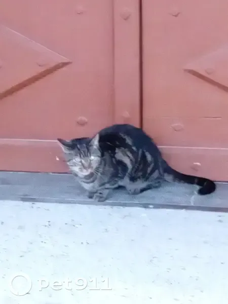 Chat européen sociable trouvé à Crampagna - photo