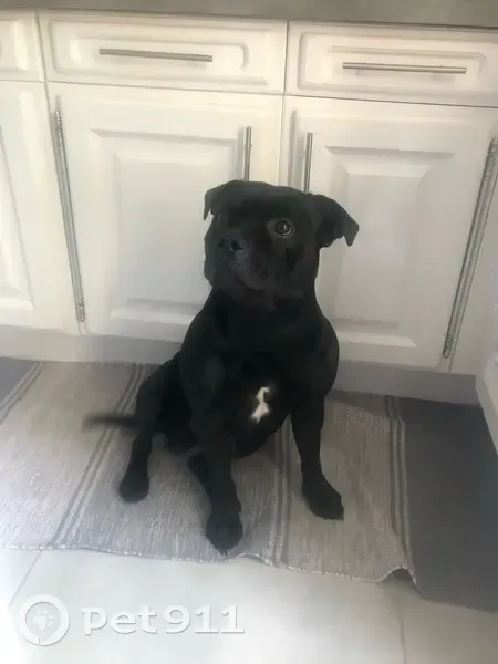 Staffie noir perdu, cravate blanche, blessé - photo