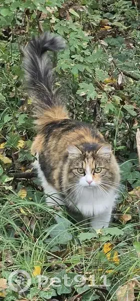 Chatte tricolore perdue à Jarnac - photo