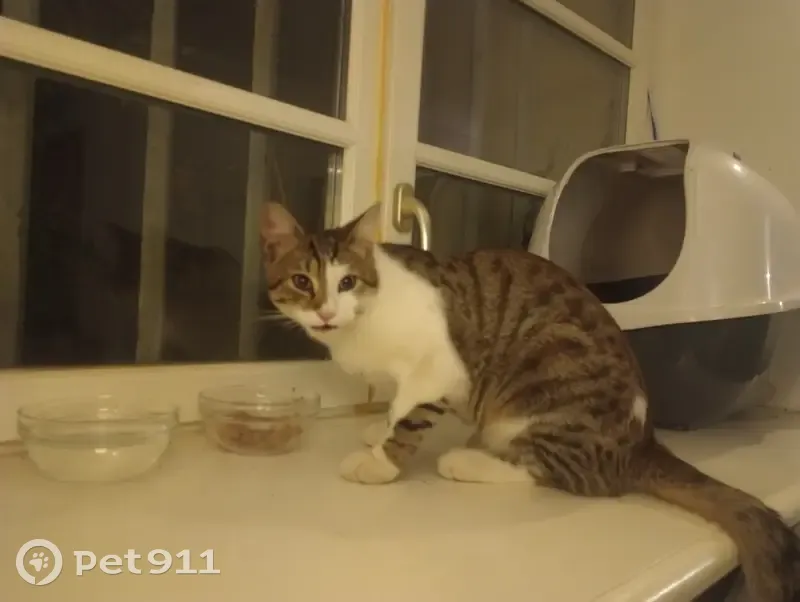 Chat trouvé en sécurité à Sassenage - photo