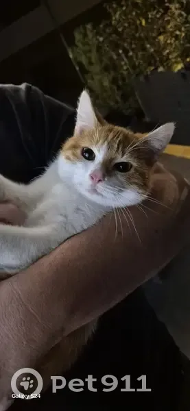 Chat européen roux et blanc trouvé à Poisy - photo