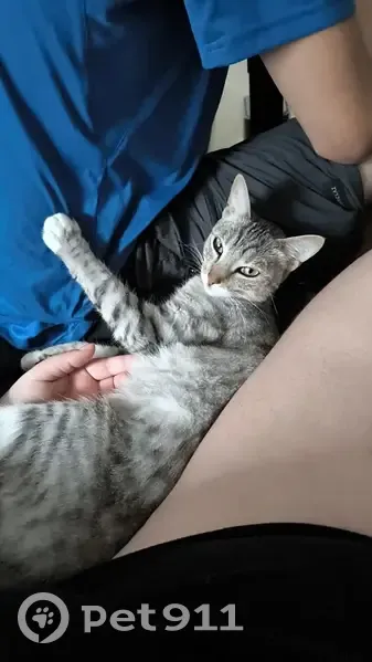 Chatte grise/blanche perdue à Coulanges - photo