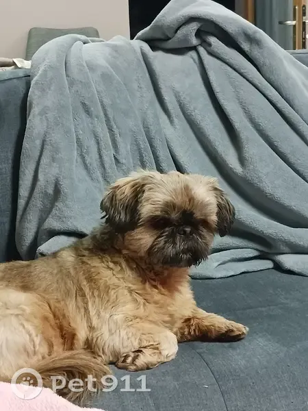 Chienne trouvée à Feytiat - photo