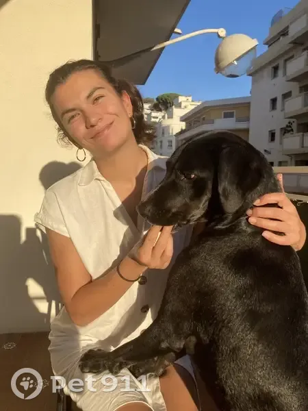 Chien perdu: Nash, Labrador noir, Peillon - photo