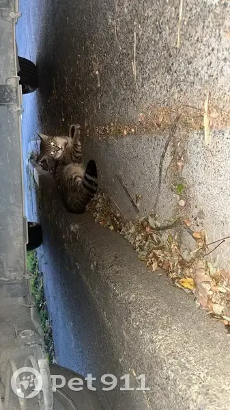 Chat blessé par chien, cherche propriétaire - photo